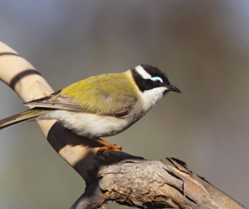 Black Chinned Honeyeater
