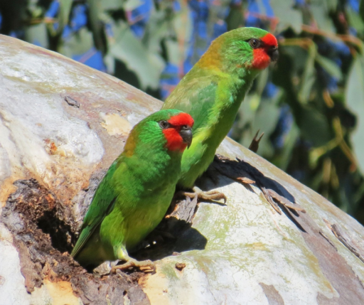 Little Lorikeets