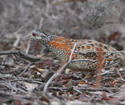 Painted Button Quail
