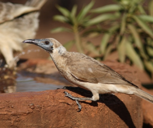 Little Friarbird