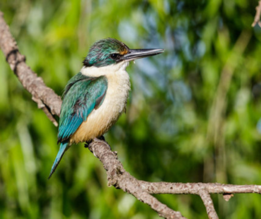 Sacred Kingfisher