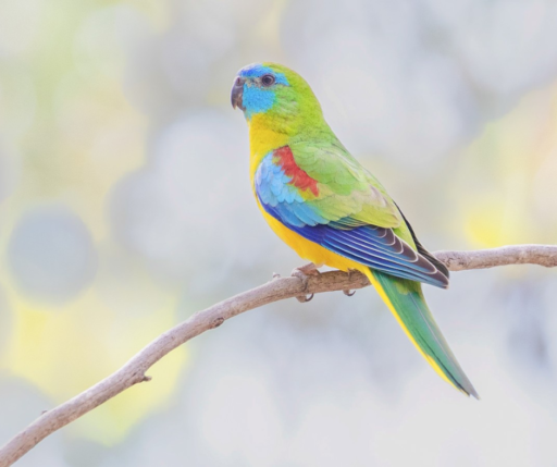 Turqoise Parrot