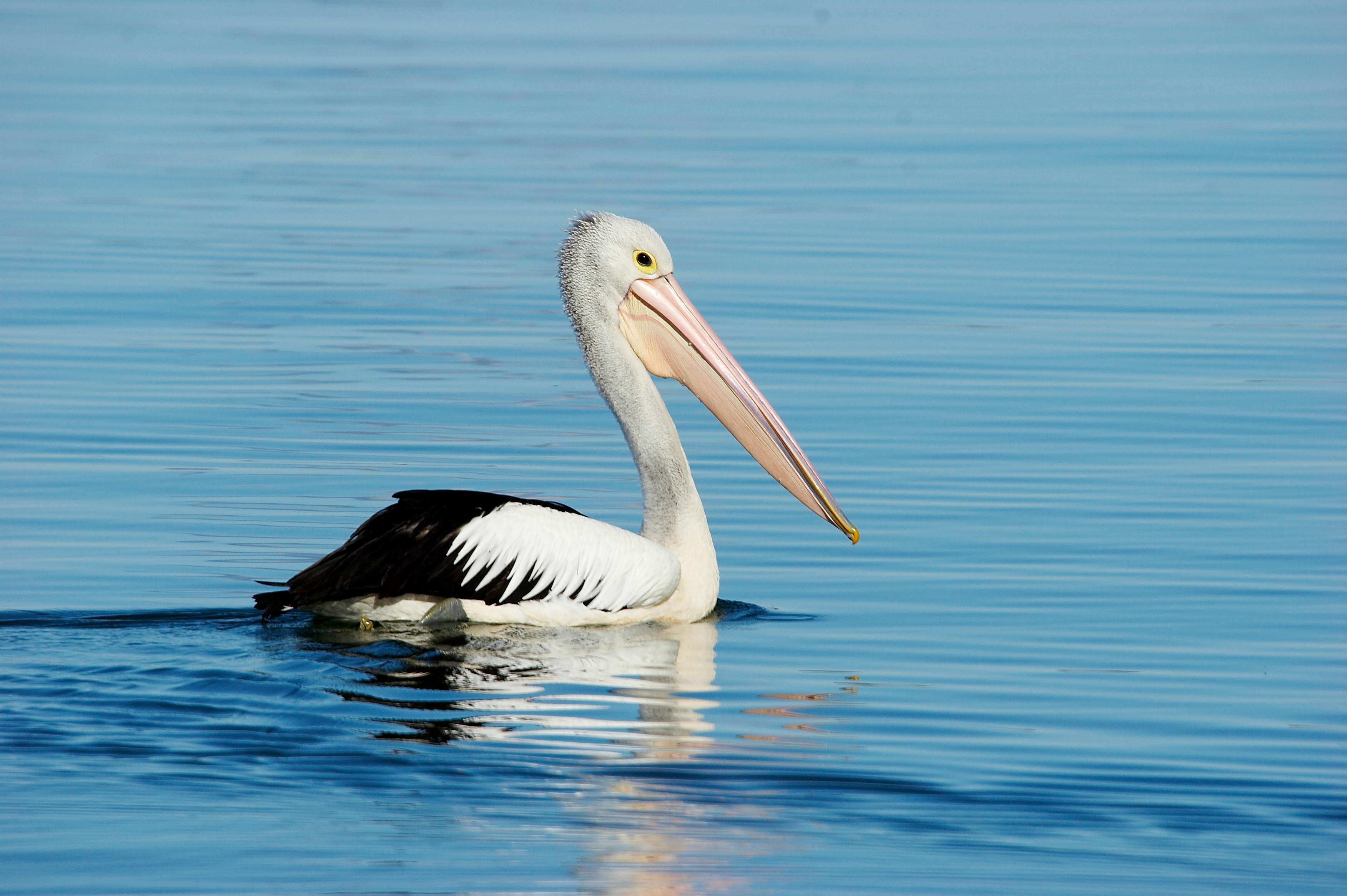 Pelican Pelican