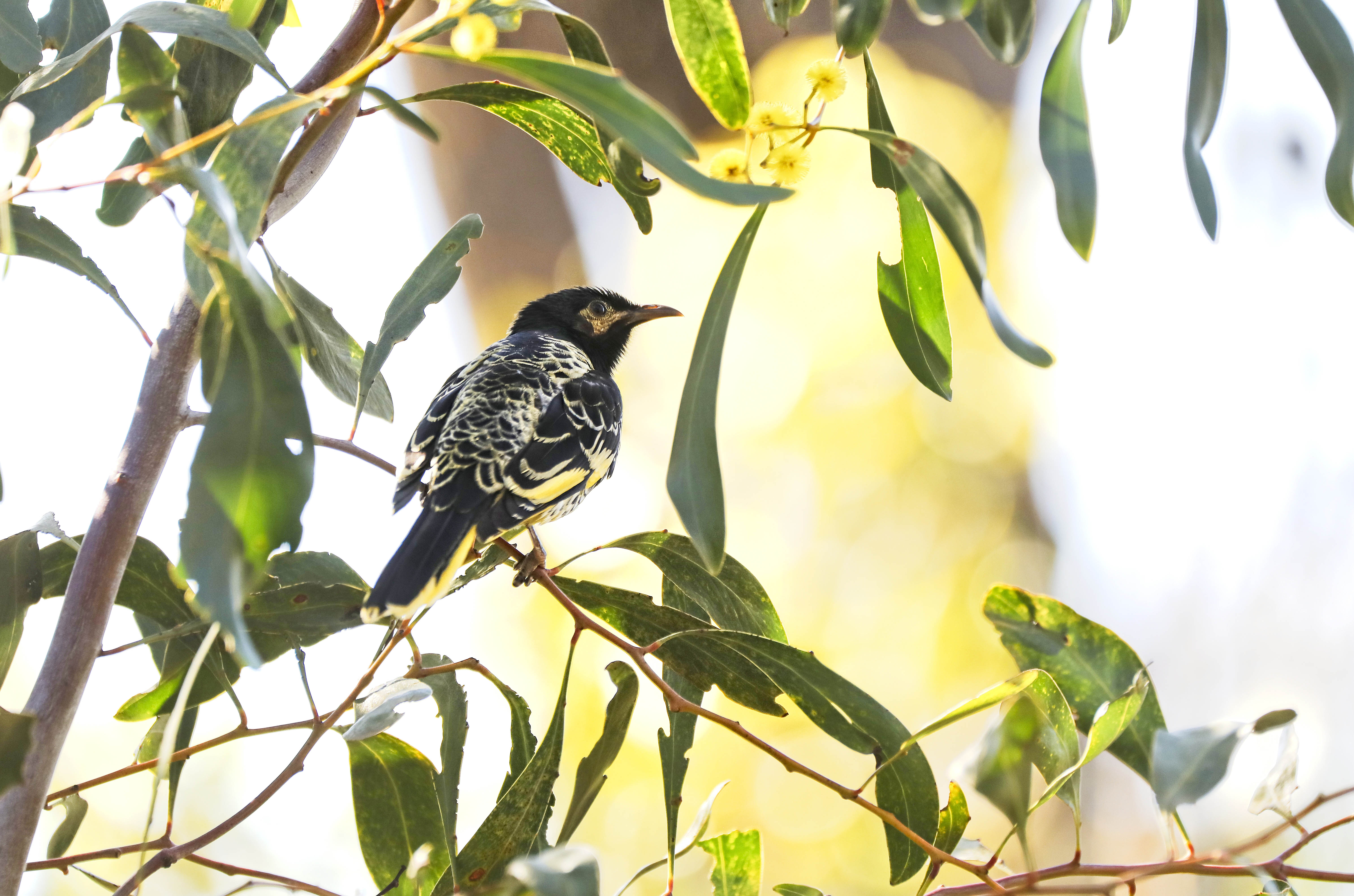 regenthoneyeater_Chiltern regenthoneyeater_Chiltern