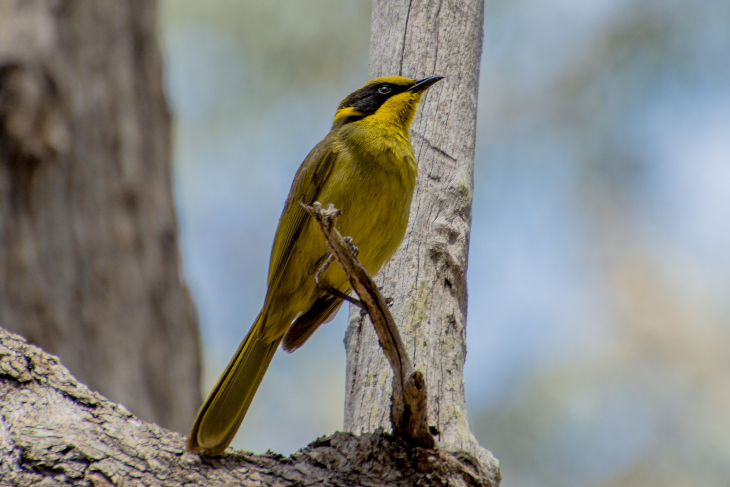 Yellow tufted honeyeater-9368